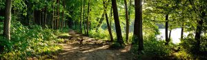 Titelbild Waldweg - Der Weg ist das Ziel